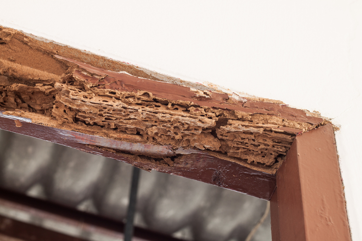 Timber beam of door damaged by termites with rotted wood in a Tracy, CA home